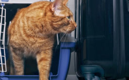 Minimize your cat's anxiety about traveling, by showing them their cage