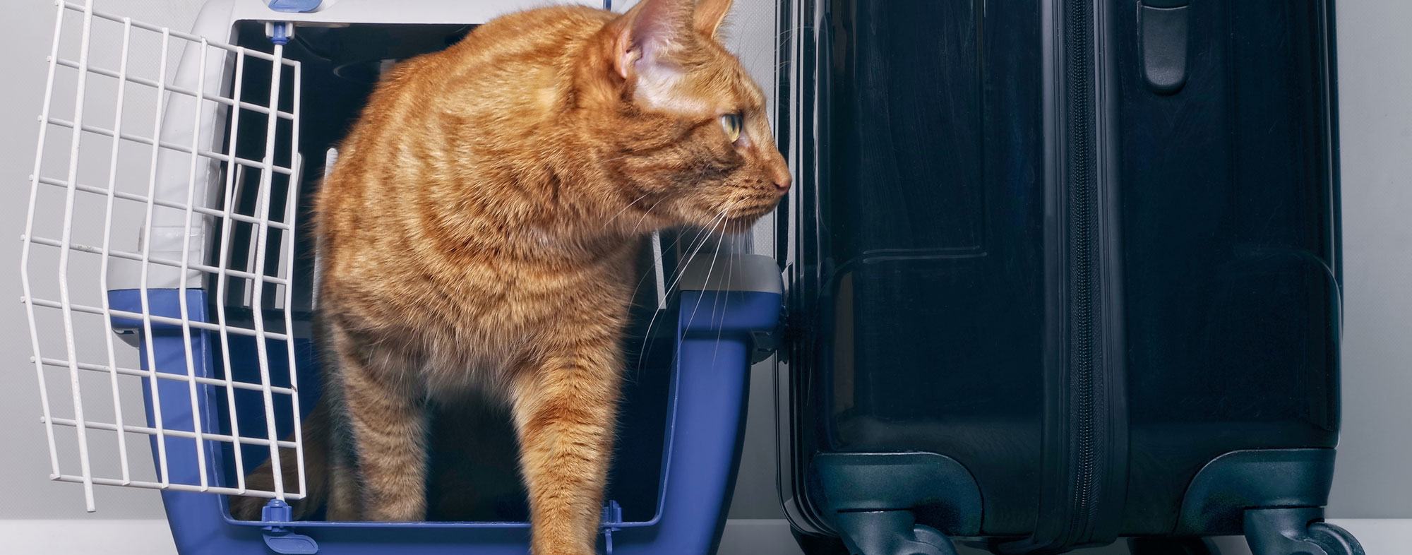 travel anxiety in cats