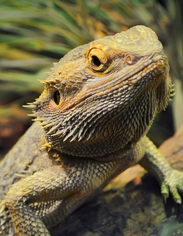 Your pet reptile may require daily upkeep when you go traveling