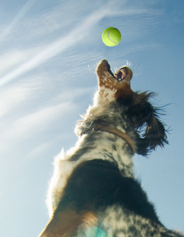 Dog leaping into the air to catch a tennis ball, playing outside at park