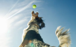 Jumping to catch a tennis ball at the park, dog exhibits playful behavior