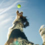 Jumping to catch a tennis ball at the park, dog exhibits playful behavior