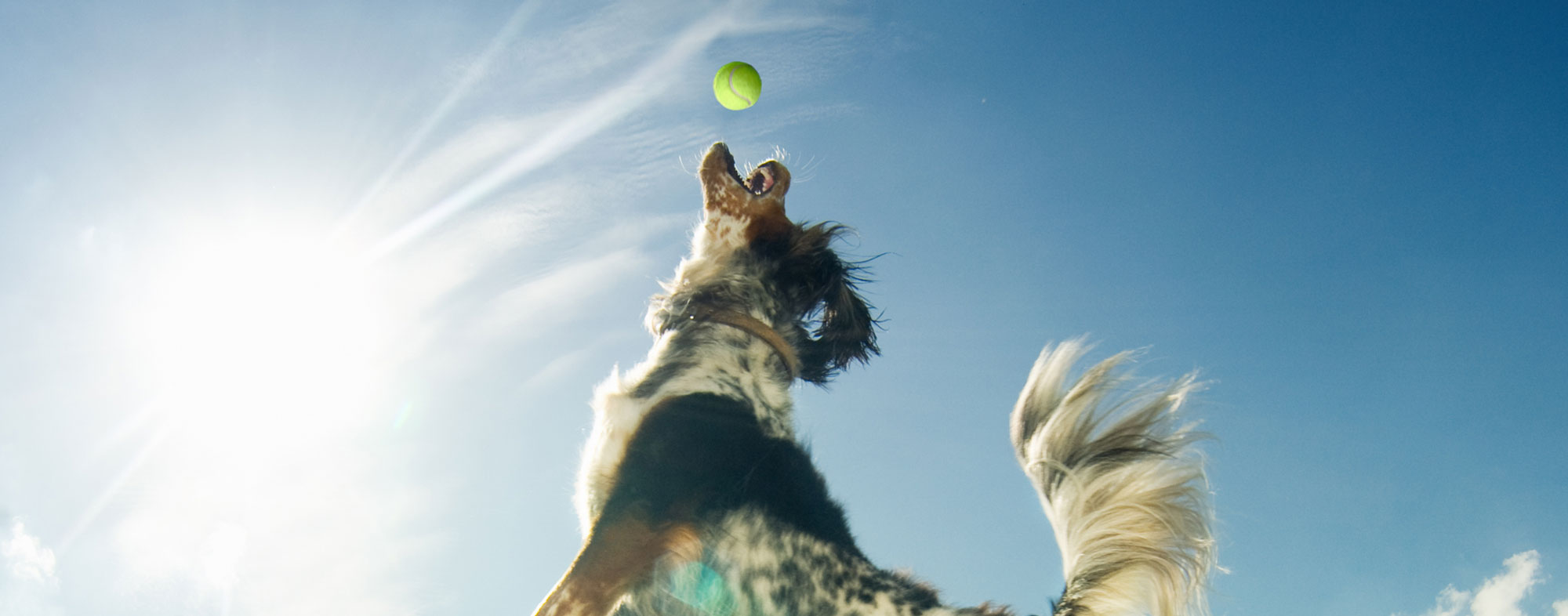 Jumping to catch a tennis ball at the park, dog exhibits playful behavior