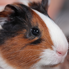 bonanza guinea pig food