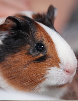 In a trance-like state, pet guinea pig chirps longingly for lost partner
