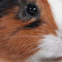 A depressed pet guinea pig staring off into the distance inside his cage