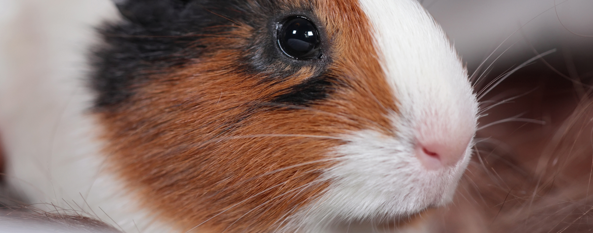 how to make your guinea pig not scared of you