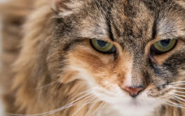 Orange and brown furred cat who may have a urinary tract infection
