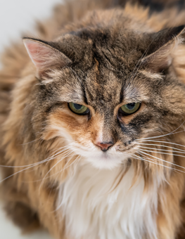 A long haired pet cat with a urinary tract infection that must be treated