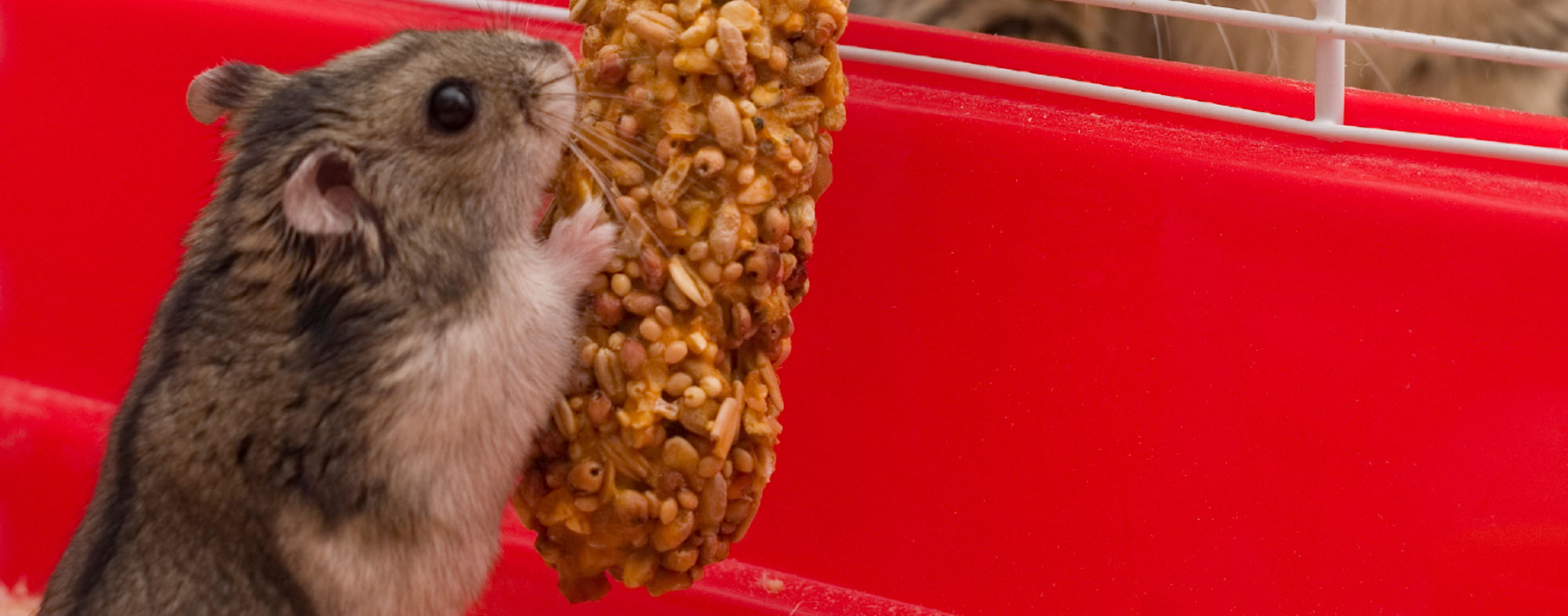 Pet mouse nibbling on a nutritional treat supplement for small animals
