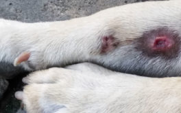 A dog with three hot spots on its paw, going to the vet for a treatment