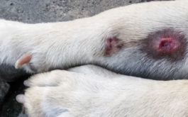 A dog with three hot spots on its paw, going to the vet for a treatment