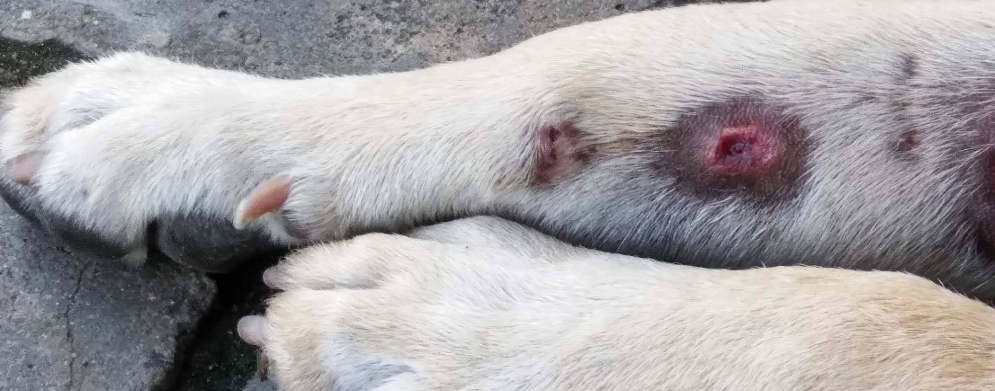 A dog with three hot spots on its paw, going to the vet for a treatment