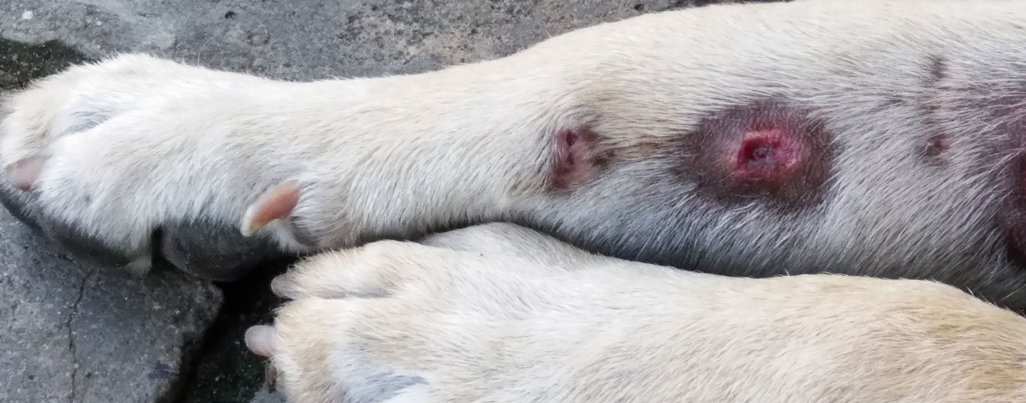 acute moist dermatitis in dogs treatment