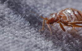 Bed bug crawls across a blanket, preparing to feed on pets and humans