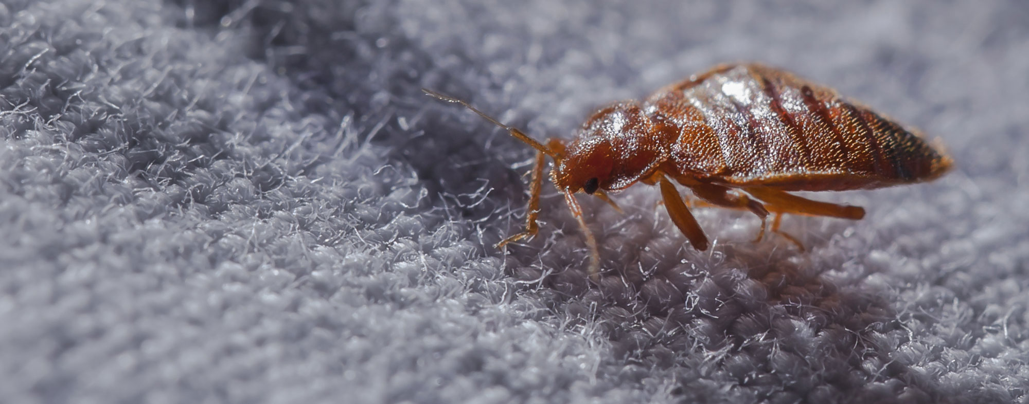 Bed bug crawls across a blanket, preparing to feed on pets and humans