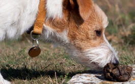 If a dog is suffering from stress or a disorder, they may want to eat poop