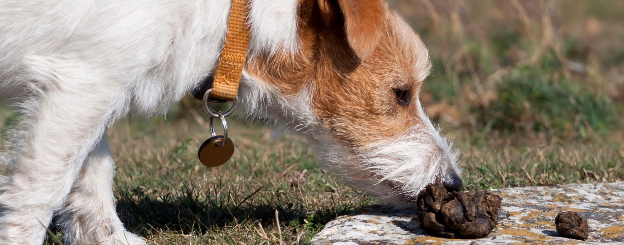 If a dog is suffering from stress or a disorder, they may want to eat poop