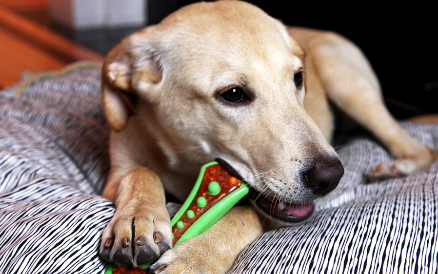 edible stuffed dog toys