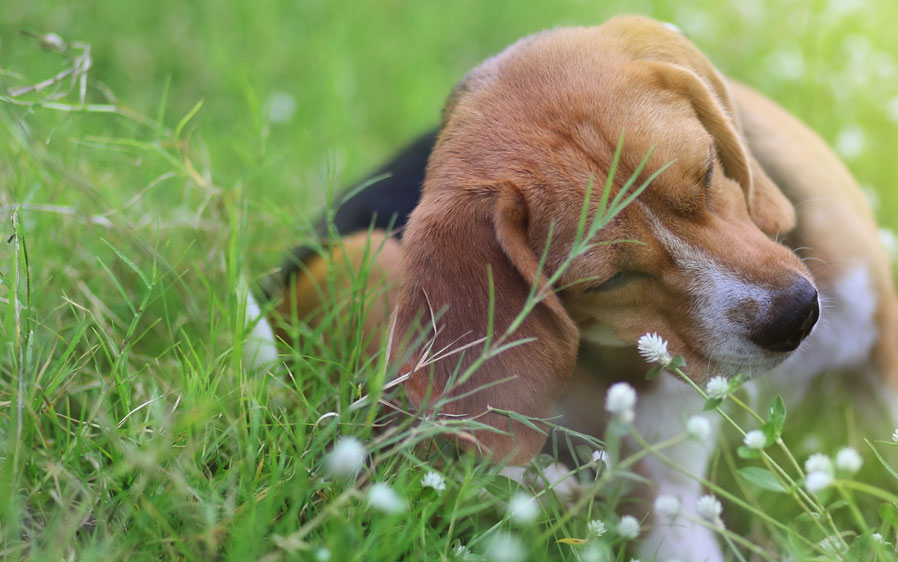 Dog scratching in the grass. Hartz UltraGuard Pro flea & tick shampoo for dogs kills fleas and ticks.