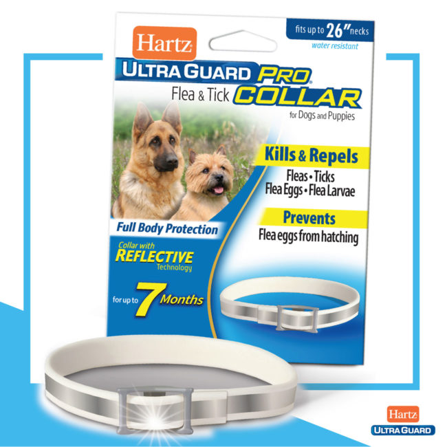 Dog and puppy flea collar package with reflecting dog collar.