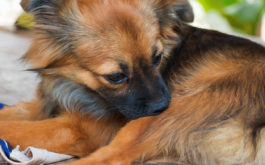 Dog chewing at a flea or tick bite. Learn how to prevent a flea or tick infestation on your pet or in your home.