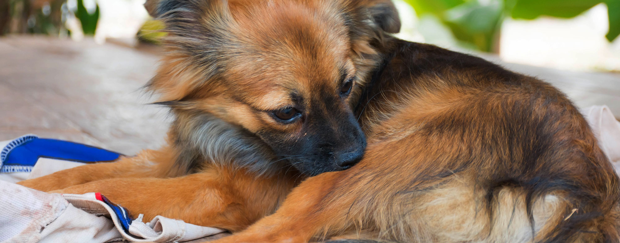 Dog chewing at a flea or tick bite. Learn how to prevent a flea or tick infestation on your pet or in your home.