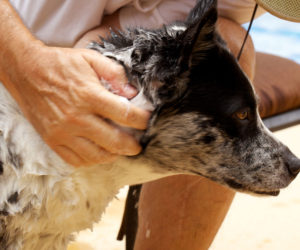 Dog being bathed with flea shampoo. Flea shampoo is one item you can use in preventing fleas on your pet.