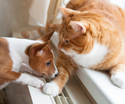 A dog and cat together