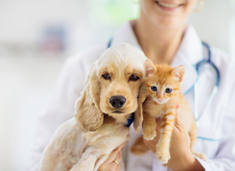 A veterinarian holding a puppy and kitten