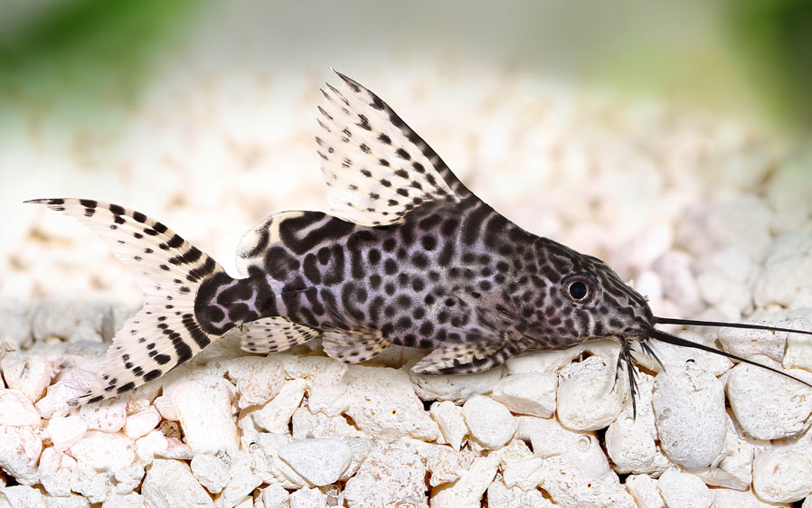 what happened to wardley shrimp pellets