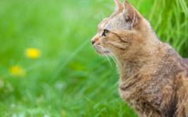 After receiving a flea and tick treatment, tabby cat goes roaming outside