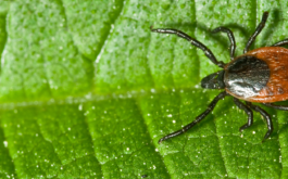 Gorged tick walking across wet leaf, because of changes in world climate