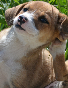 Small puppy scratching at fleas behind ears in the backyard of a home