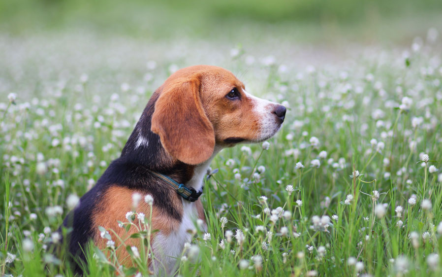 Dog sitting in tall grass where you would expect to find ticks on a dog.