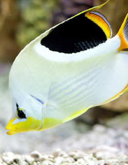 After a cleaning of its freshwater aquarium, pet fish swims to tank's bottom. Learn how to clean an aquarium