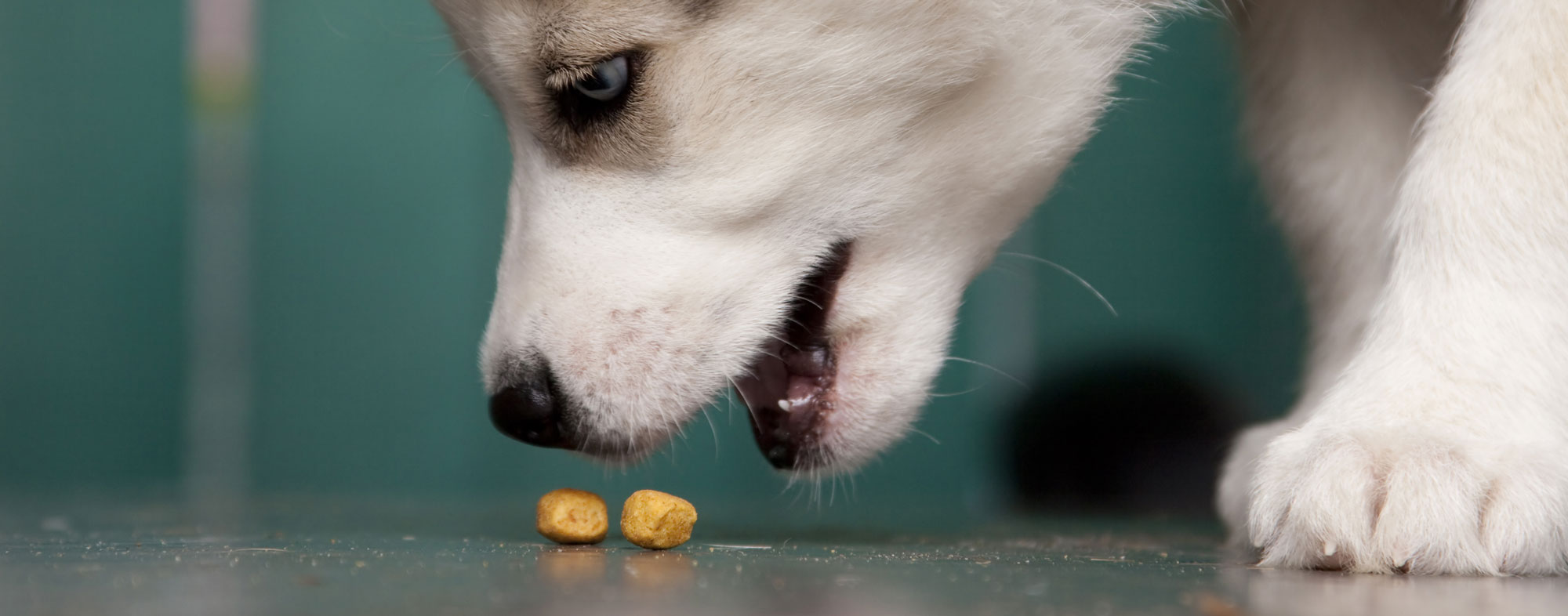 How Many Training Treats Can You Give Dog