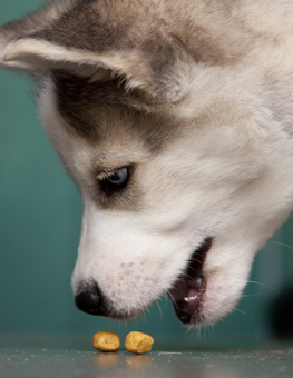 Puppy leaning down to eat two tiny dog treats off the floor, during training