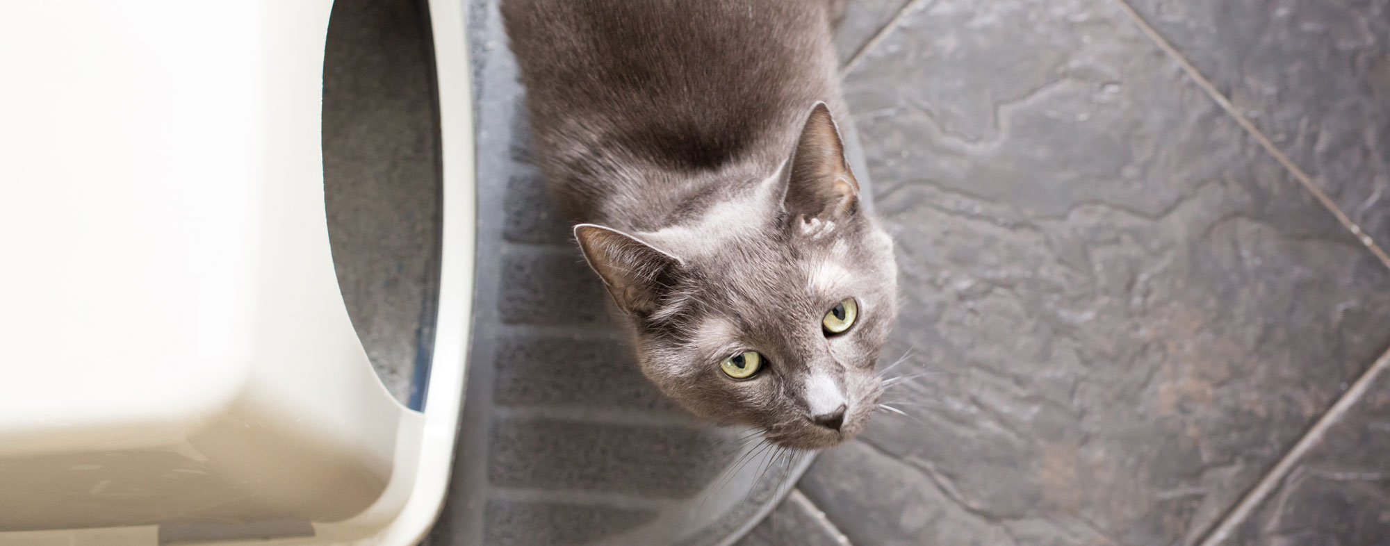 Troubleshooting Litterbox Problems Hartz