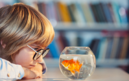 Bringing Fish Into the Classroom