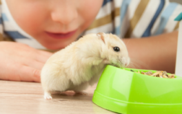 Little_Pets_In_The_Classroom.png