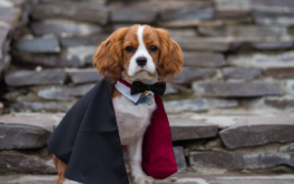 Tips and treats for a safe Halloween