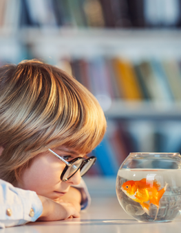 A pet goldfish swimming around its bowl, bonding with a young student