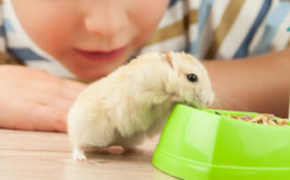 Small child watching his pet gerbil eating from a green bowl of food