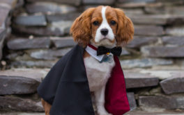 tips and treats for a pets safe halloween