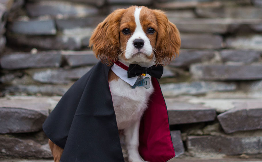 tips and treats for your dog or cat to have a safe halloween