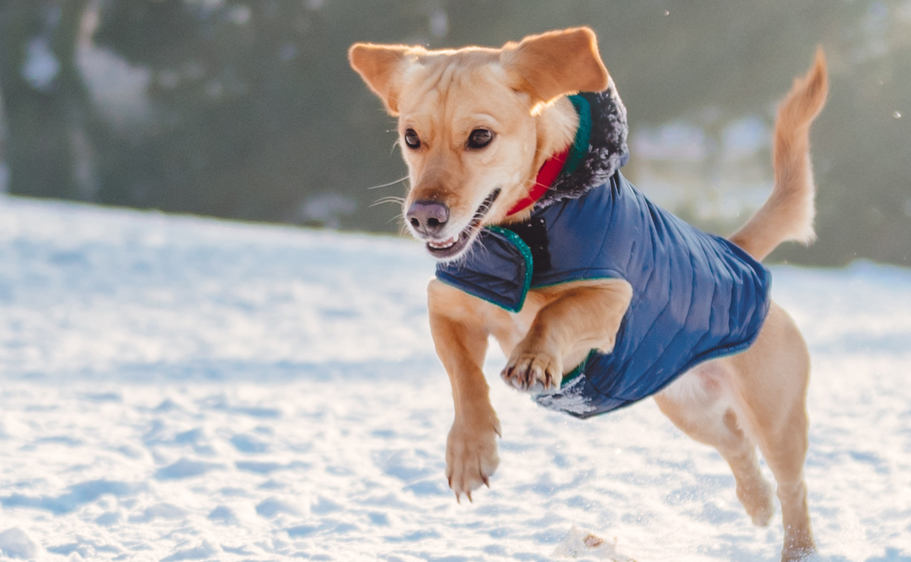 Small dog leaping into the air, wearing a puffy blue jacket, during the winter
