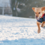 dog toys for winter play