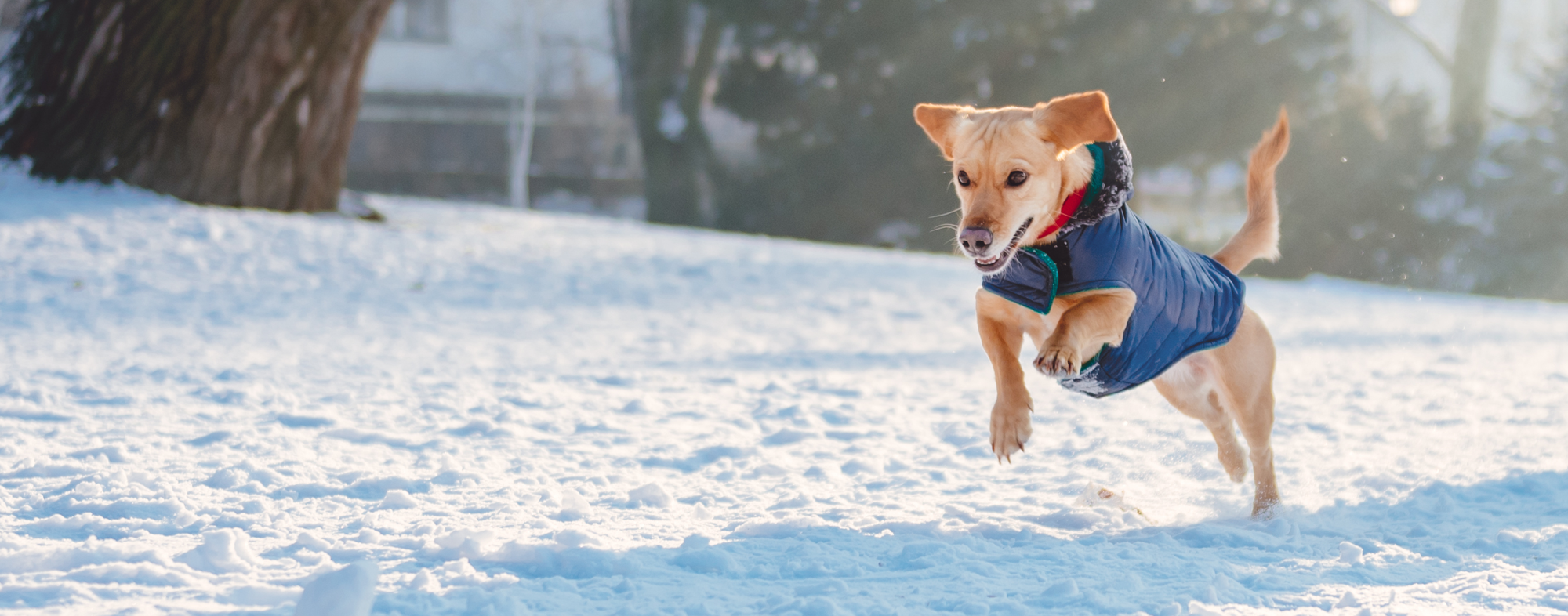 dog toys for winter play