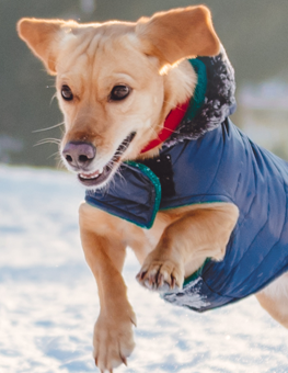 Small dog leaping into the air, wearing a puffy blue jacket, in the winter